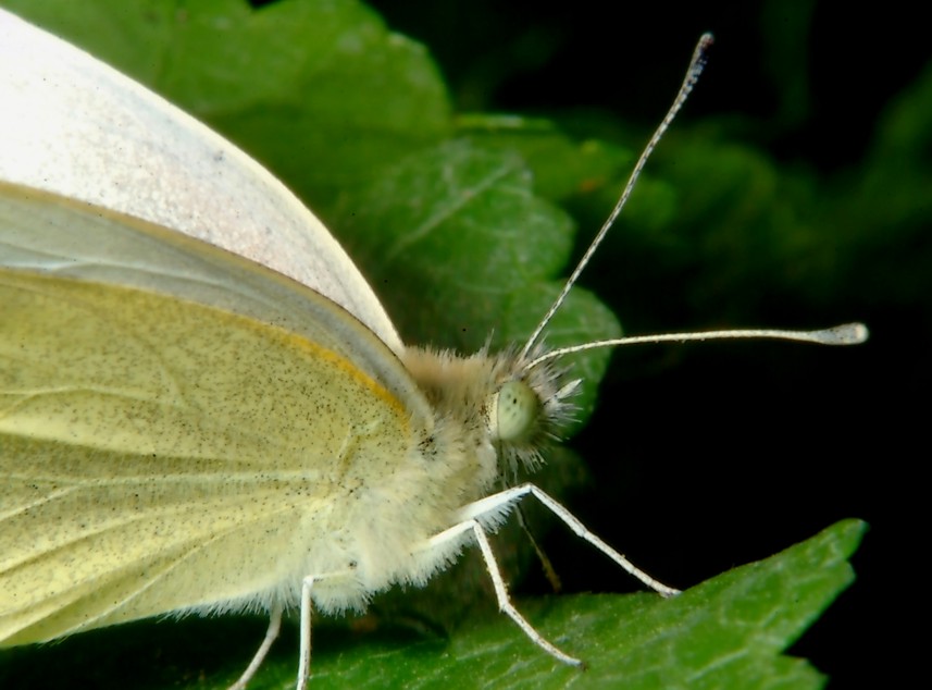 Farfalle in volo e vecchi Coprinus